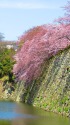 姫路城西の丸お堀の桜