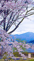 懐古園の桜と浅間山