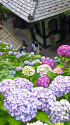 鎌倉・長谷寺の紫陽花