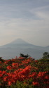 つつじ&富士山