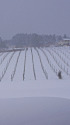 能登ワイン・雪の葡萄畑