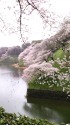 雨降る牛ヶ淵の桜2