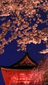 清水寺夜桜