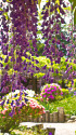 藤の花 と日本庭園