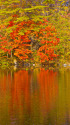 秋色の五色沼