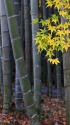 天龍寺の竹