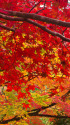 京の秋・嵐山 宝厳院の紅葉