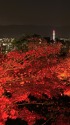京都夜の紅葉