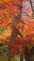 嵐山 宝厳院の紅葉