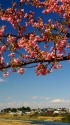 多摩川の河津桜