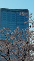 日比谷ミッドタウンと大寒桜