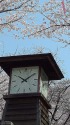 飛鳥山公園の時計台と桜