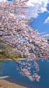 河口湖 湖畔の桜