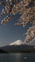 桜&富士山