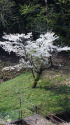 小渕ダムの桜