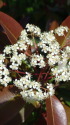カナメモチの花 