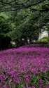 隅田川河畔の紫蘭群生