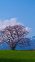 小岩井の一本桜と岩手山