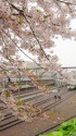 桜咲く函館本線