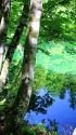 新緑の涌水池 