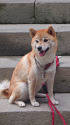 箱根神社で見つけた柴犬