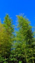 竹林と青空の爽やかな光景