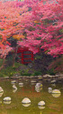 色づく日本庭園