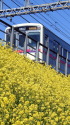 満開の菜の花と電車