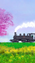 桜 菜の花 蒸気機関車
