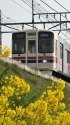 菜の花と電車