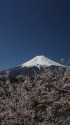 満開桜に富士山