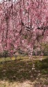 千曲川堤の枝垂桜