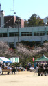 四季桜祭り