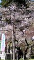 天然記念物の四季桜