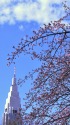 修善寺寒桜とドコモタワー