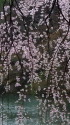 下ノ池と枝垂れ桜