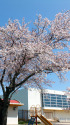 東明小学校の桜