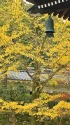 京の銀杏