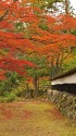円蔵寺の紅葉