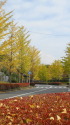 秋色の並木道
