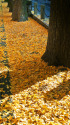落ち葉の絨毯～イチョウ