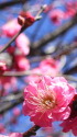 早咲き梅「八重寒紅」