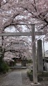 桜の寺
