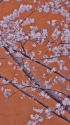 咲き始めた桜～2023