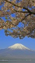 山中湖の富士山