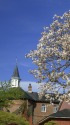 修道院の桜