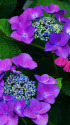 紫陽花～2023～4