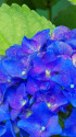 紫陽花～2023～13