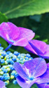 紫陽花～2023～17