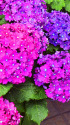 紫陽花～2023～18